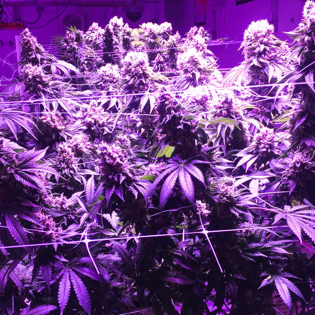 marijuana plants in a grow house
