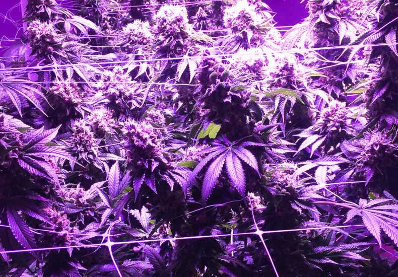 marijuana plants in a grow house