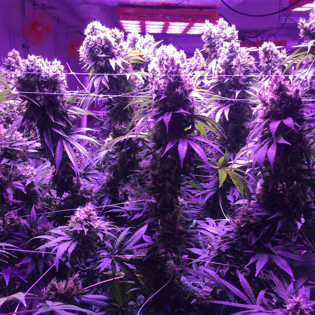 Marijuana plants in a grow house