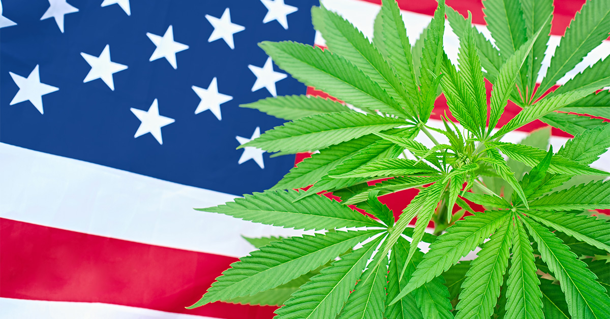 the American flag with marijuana leaves on it