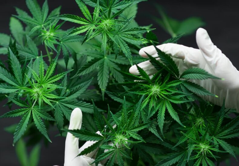 overhead view of marijuana plants with a gloved hand inspecting the plants