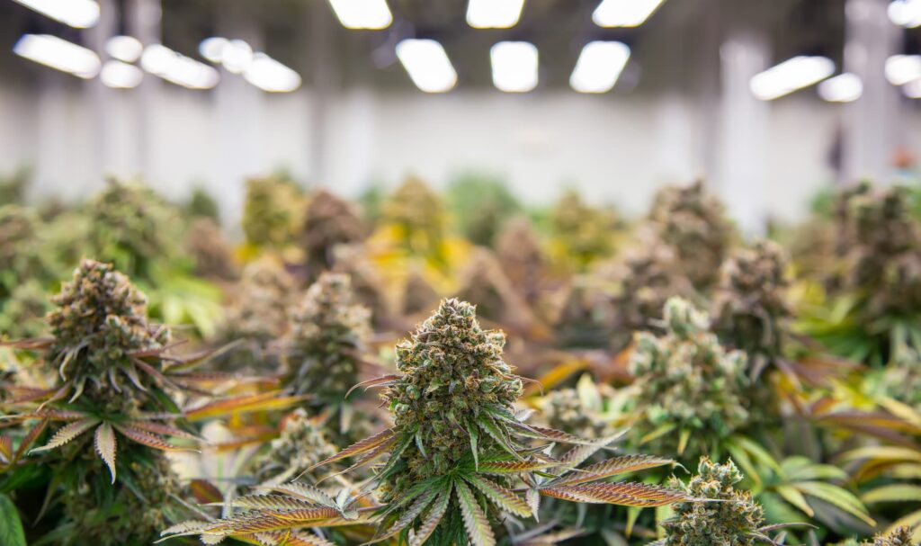 a close up view of various marijuana plants