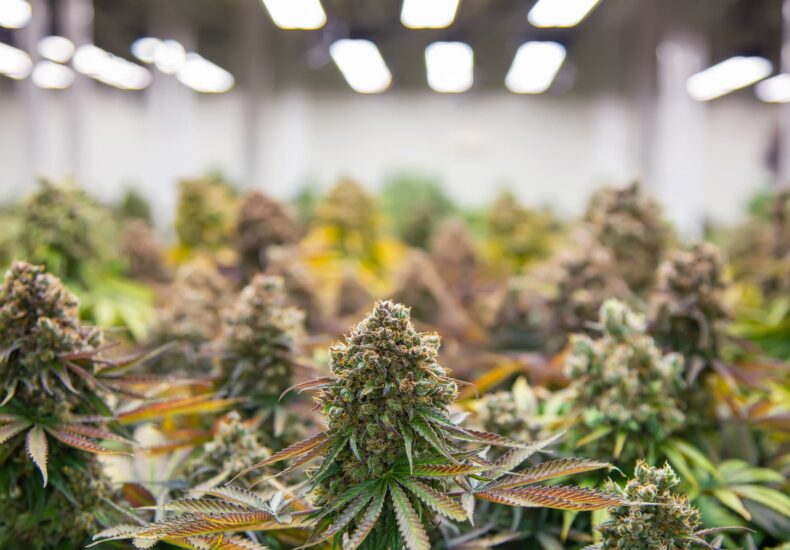 a close up view of various marijuana plants